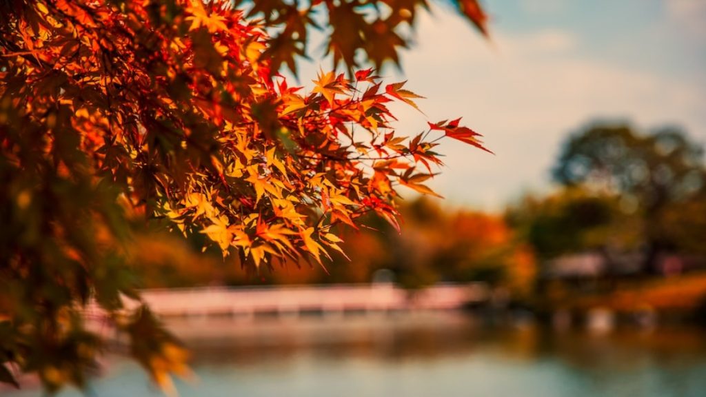 100+ Autumn Love Quotes to Warm Your Heart and Soul